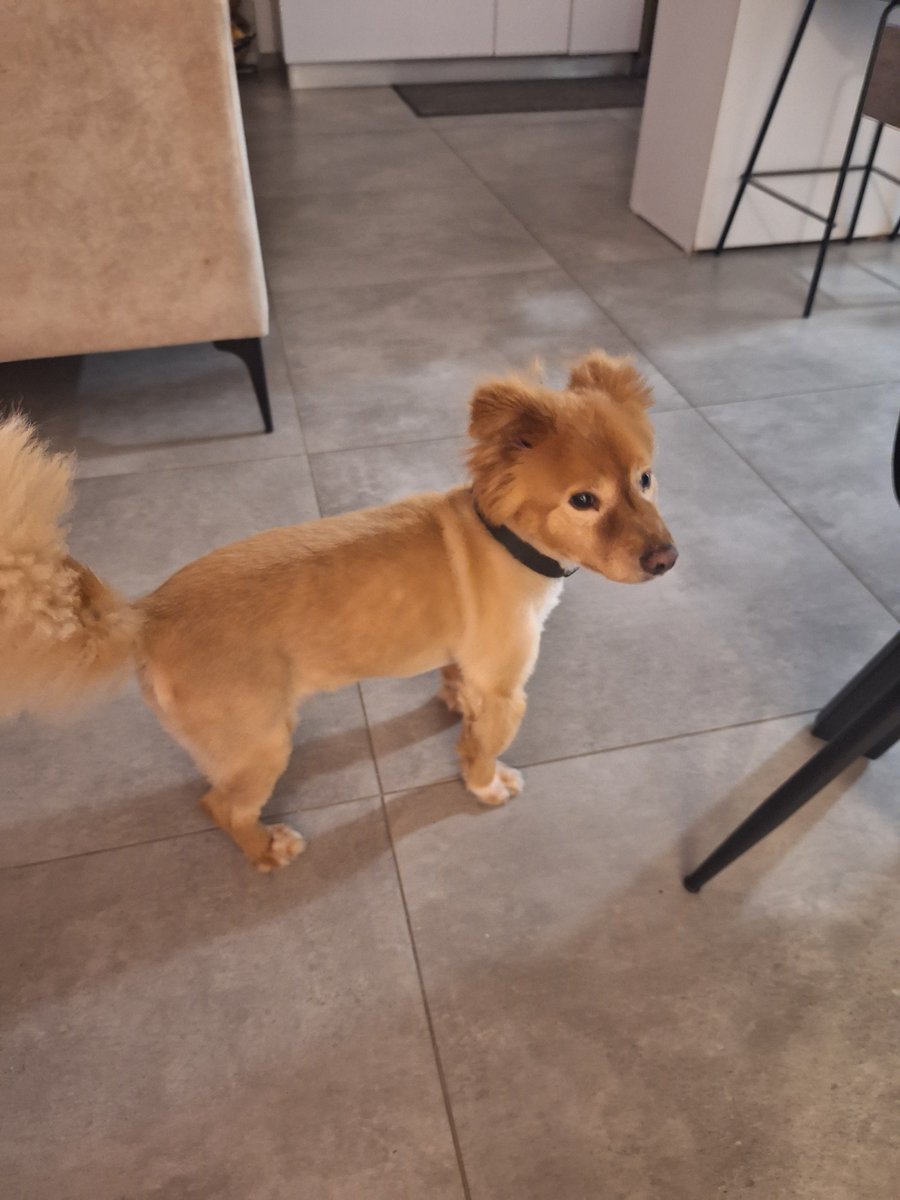 AngieAndAce's tweet photo. Have a great weekend!

#Angie #Corgi #MixedBreed #DogsOfTwitter https://t.co/1mHJOKBf0r