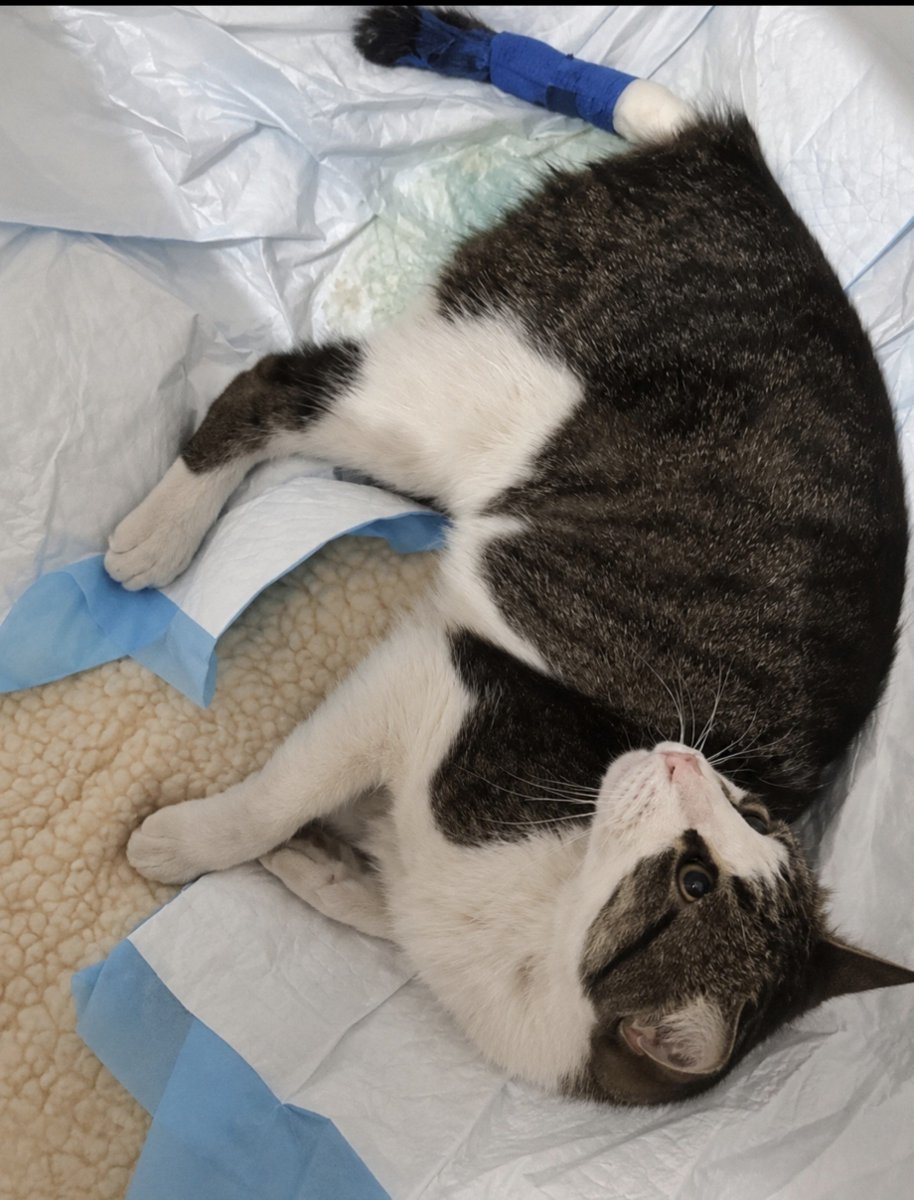 Neinei_rescue's tweet photo. Hola, chicos.
Traigo un vaso externo grave 😣😣😣 Me podéis leer?

Atropellaron a un gatito y, lo de siempre, no se pararon. Nadie se paró. Pero pasó una chica que no miró a otro lado.

Tiene fracturada la pelvis y es muy probable que haya que amputarle la cola. De momento están intentando salvarsela y solo por la atención en urgencias y las pruebas ya han pagado casi 600€. Y calculan mínimo otros 500€ en curas y visitas. Será más si hay que amputar.

La chica que lo encontró es estudiante.
Evidentemente que esto lo hacemos por los gatos. Pero echarle una pata a alguien tan joven que ya se está preocupando es, a parte de darle las gracias, animar a más gente a no mirar a otro lado.

Si podéis donar 1€, 2€, 10, lo que podáis. Se que llega la cuesta de septiembre pero con lo que te cuesta un café ya estás ayudando un montón.

No pongo fotos de la cola porque son muy gráficas pero os pongo la radiografía y una foto del gatito🙏🏻

Están todas las facturas subidas al gofoundme:
https://t.co/BNPP9tPgen