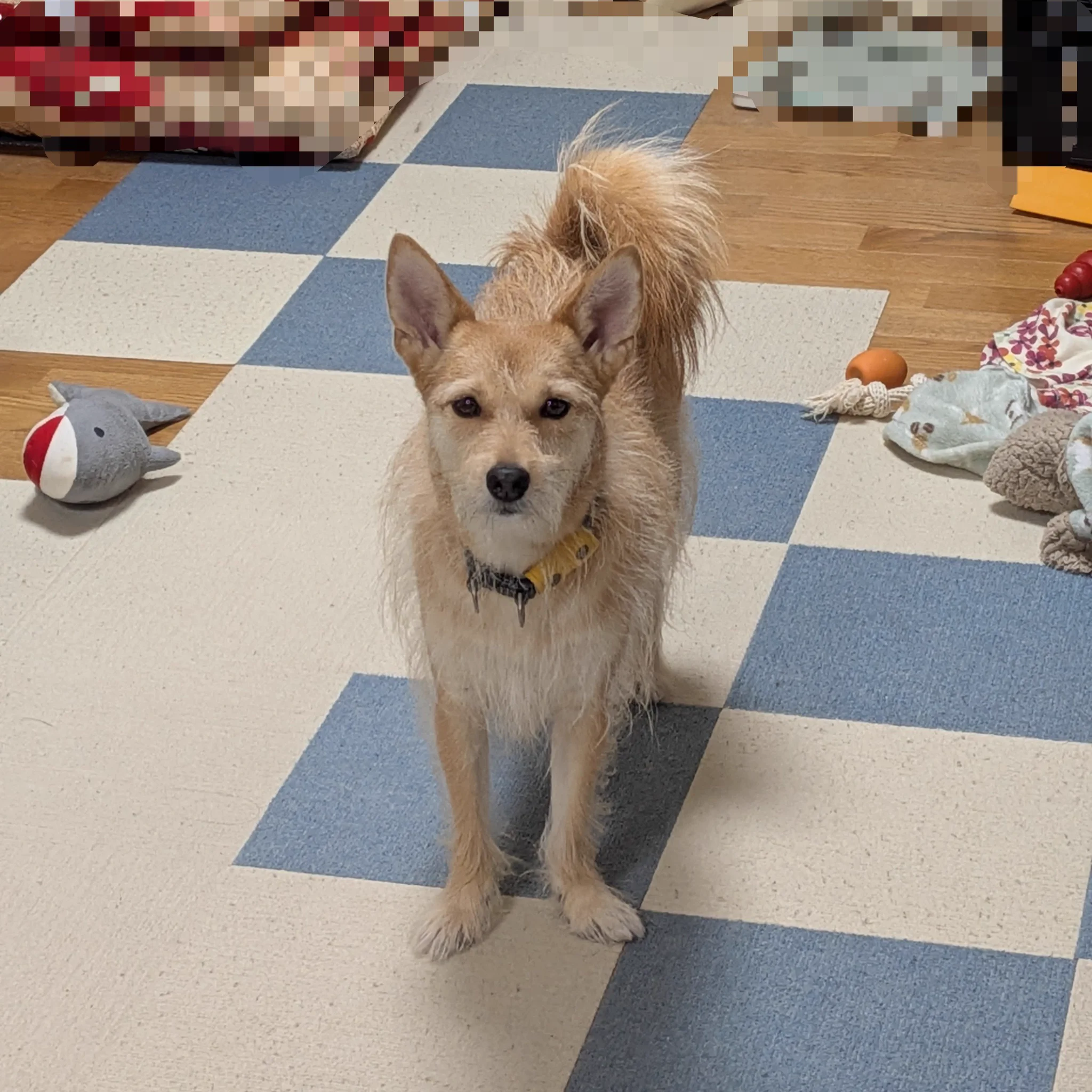 イヌちゃん 犬ちゃん on X / X