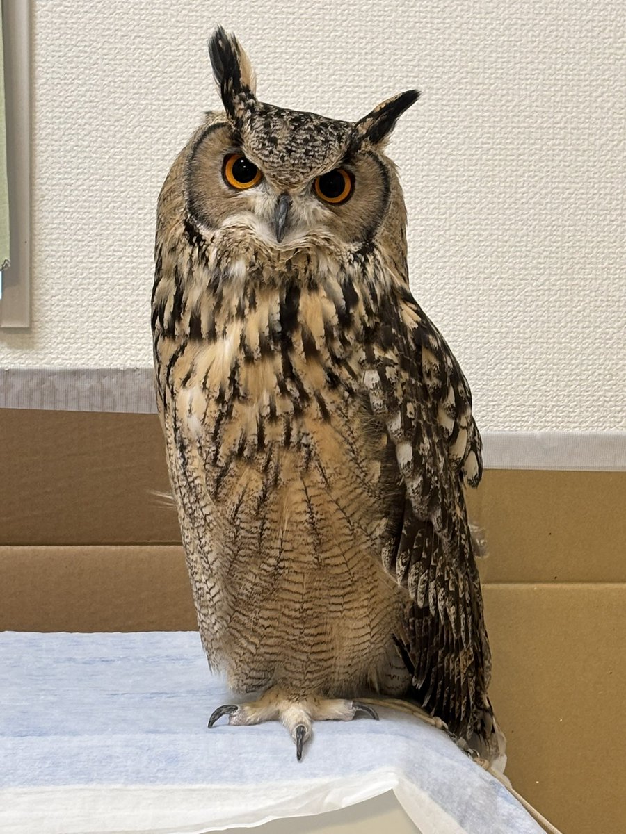 Aile_Owl's tweet photo. 見送ってくれるのかわいいね https://t.co/zDw8bF8W5y