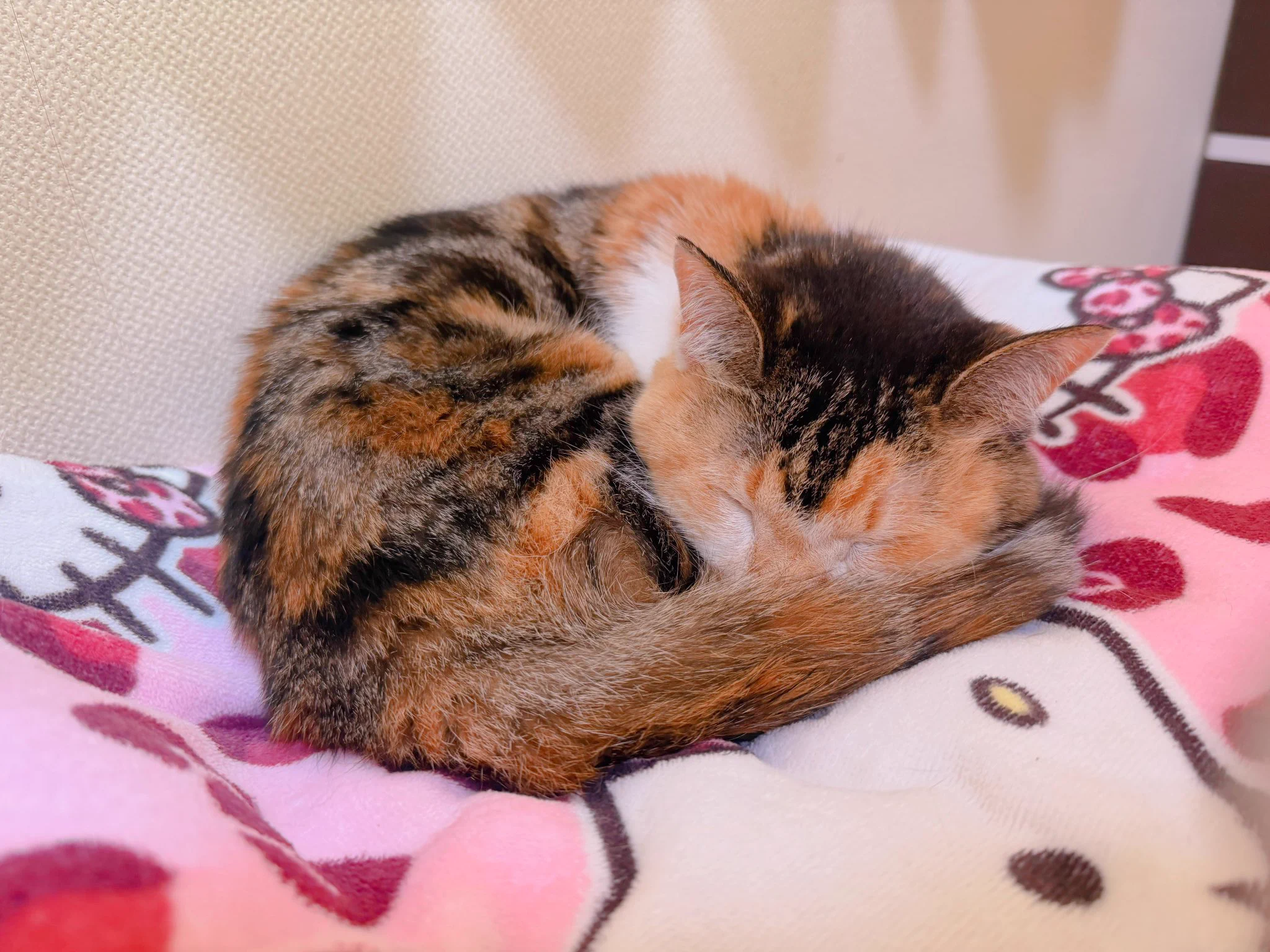 あめちゃん🐱 on X: 