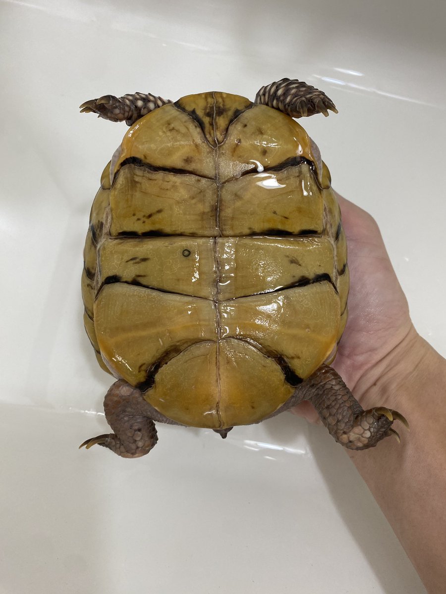 ranz425109's tweet photo. ミツユビハコガメ♀

23CB
甲長13.2cm
秋掛け,冬眠で来年産むと思います🐢

【販売価格】168,000円
#ミツユビハコガメ https://t.co/2Gwf09hhlF