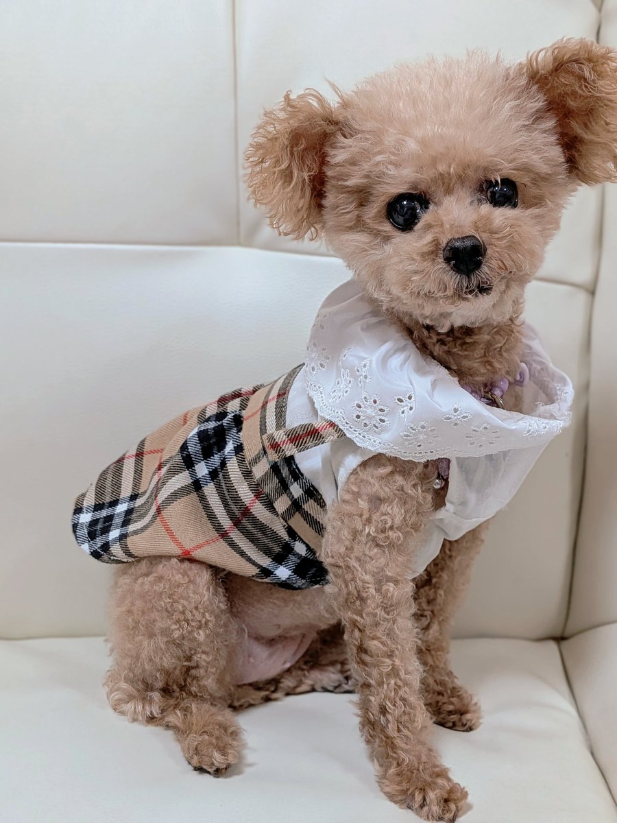 pugsikiy's tweet photo. くまぽんうし丸君から、
素敵なプレゼント頂いたよ🐾
メリー地域では手に入らなかった、バーバリー風のワンピース🩷
似合ってますか❓
鮪ハンバーグは今朝フードに混ぜて食べたよꕤ(,,˃؎˂,,)ꕤ
お引っ越し近くて忙しいのにありがとうございました😭🩷 https://t.co/qwuFG30AfU