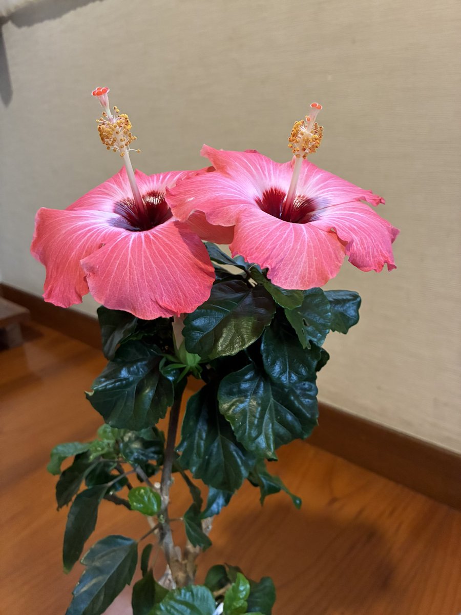ja1nku's tweet photo. ハイビスカス🌺
さいた
咲いた
綺麗だな https://t.co/sakGFNZQUh