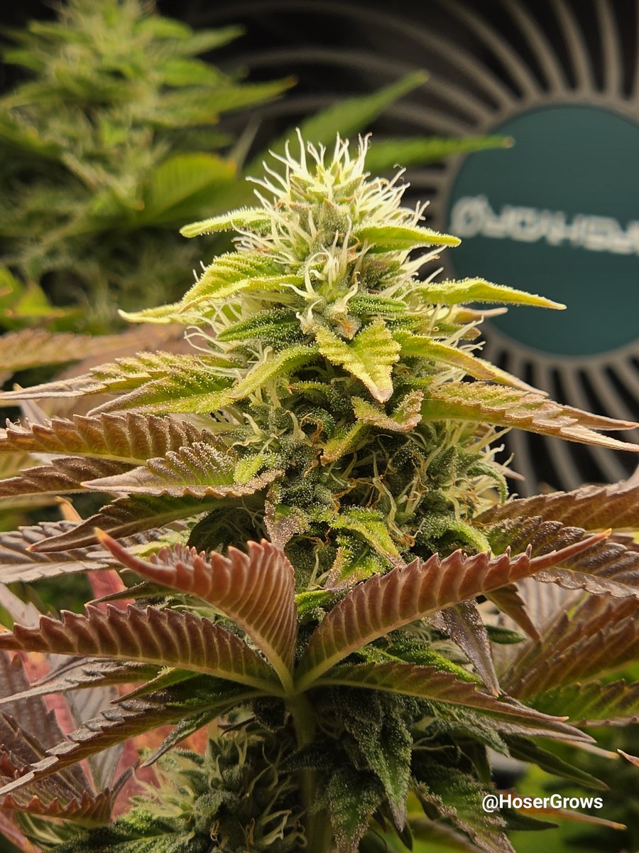 hosergrows's tweet photo. Another check in on my MarsHydro tent

Lung Butter 🫁🧈 stays thirsty it seems &amp; can't go 2 days without a drink...

Maybe she's gotta drinkin problem.... 

Either way, I'm here to enable it haha

Day 33 Flower &amp; it gettin thic in here

#HoserGrows #growyourown https://t.co/H5l5hUj5tX