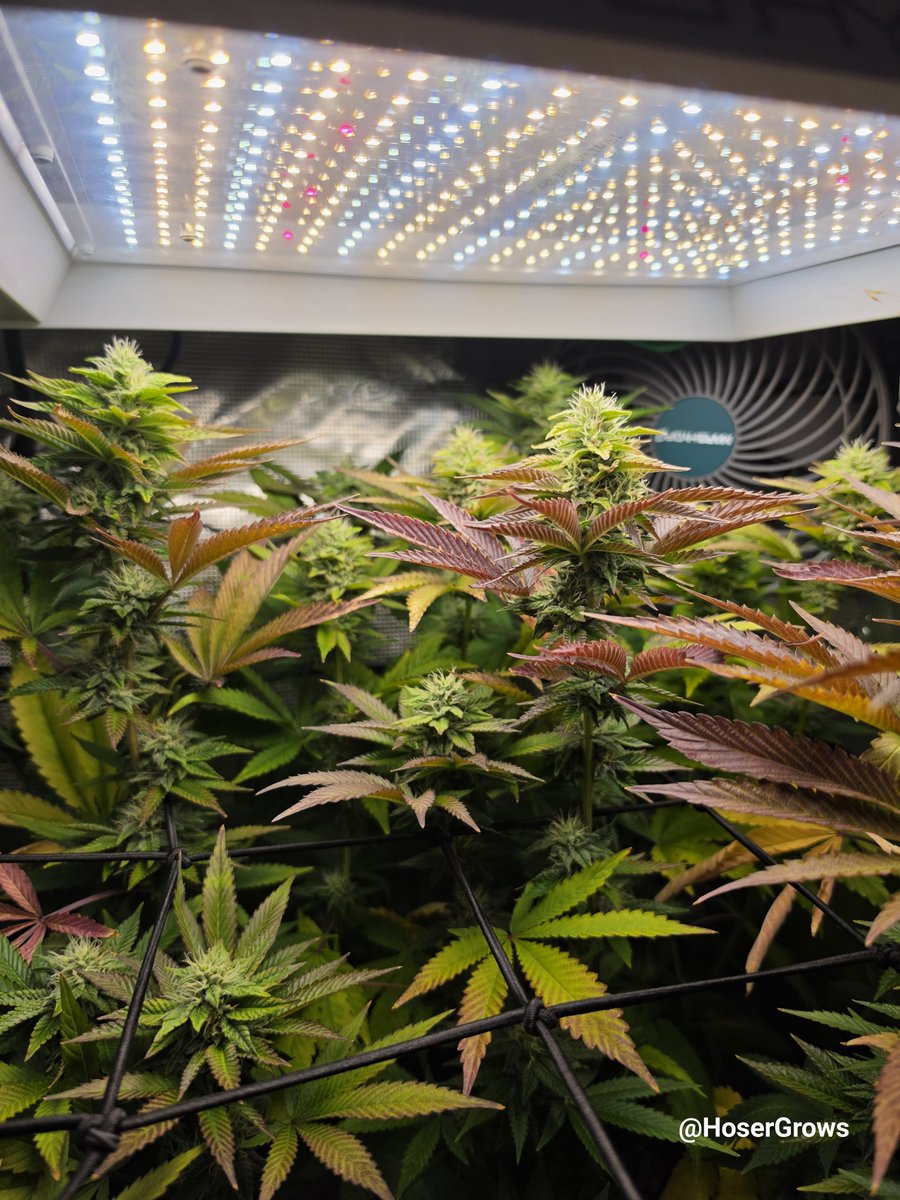 hosergrows's tweet photo. Another check in on my MarsHydro tent

Lung Butter 🫁🧈 stays thirsty it seems &amp; can't go 2 days without a drink...

Maybe she's gotta drinkin problem.... 

Either way, I'm here to enable it haha

Day 33 Flower &amp; it gettin thic in here

#HoserGrows #growyourown https://t.co/H5l5hUj5tX
