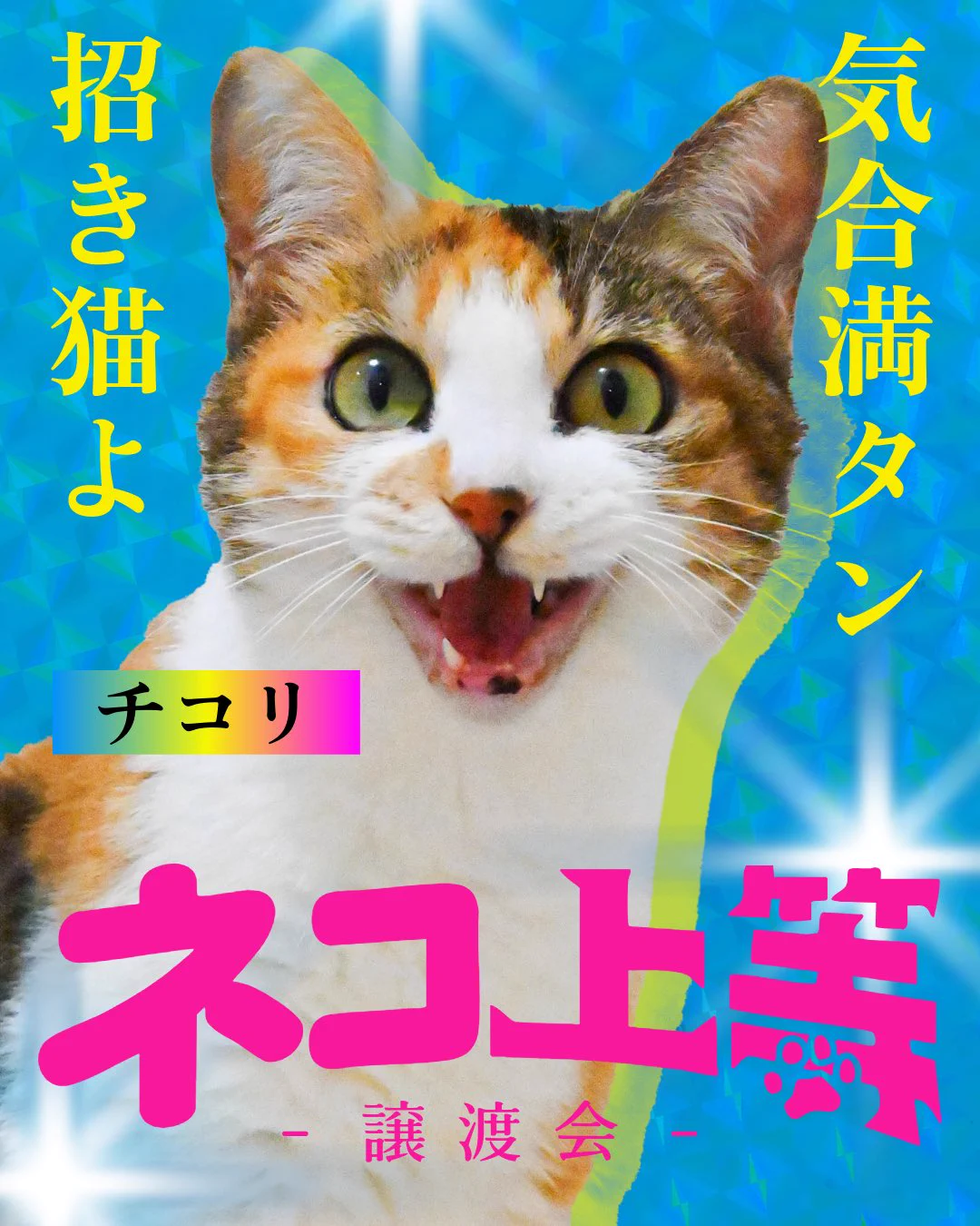 認定NPO法人CATS WELCARE【猫カフェ/大阪/京セラドーム近く/阿倍野