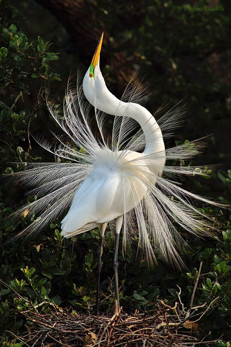 natural77384672's tweet photo. Great Egret https://t.co/RDWCS9xUnX