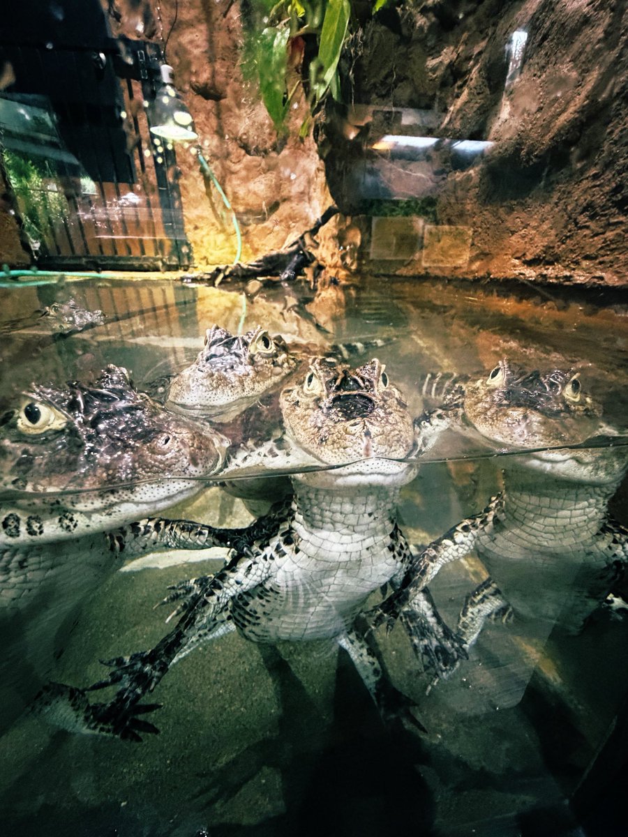 RS080808's tweet photo. ワニワニワニワニ https://t.co/0LiYuMvhGp