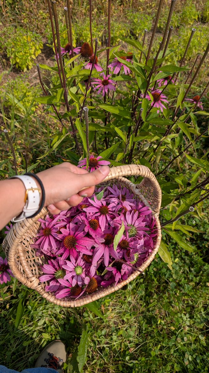 エキナセアのピンク色の花びらをカゴに入れていくよ 風邪とかに効くらしいよ