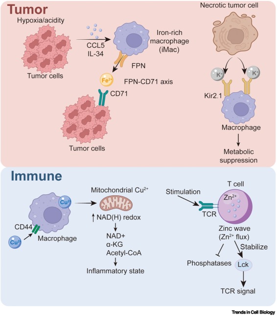 TrendsCellBio's tweet photo. The emerging cellular metal ions–immune axis in cancer https://t.co/h3xzuI21Od https://t.co/89hBeX7aJc