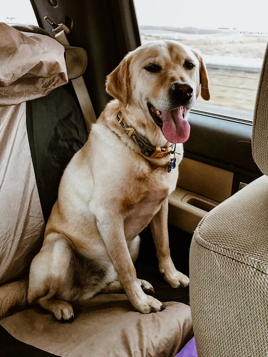_Neeey_'s tweet photo. Pete turns 13 today. He made me fall in love with Labradors and has been my loyal shadow ever since. He’s slowing down, but every day with him is a gift. We’ll keep him comfortable and cherish every moment. https://t.co/8KFaYJpbFf
