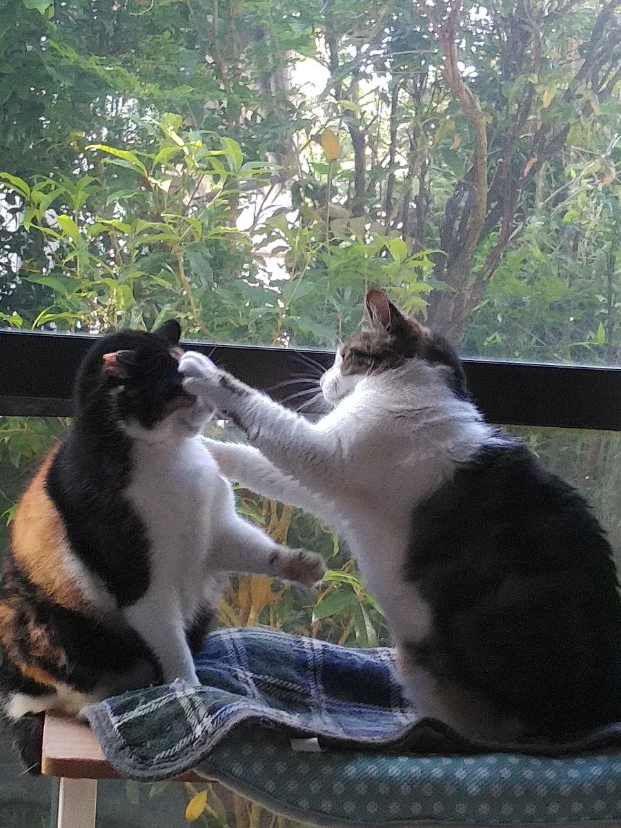 ibpDLSJsYkK2GaD's tweet photo. #猫🐈️#ねこ🐱
　　　親子喧嘩😅 https://t.co/HwXSfjT6UN