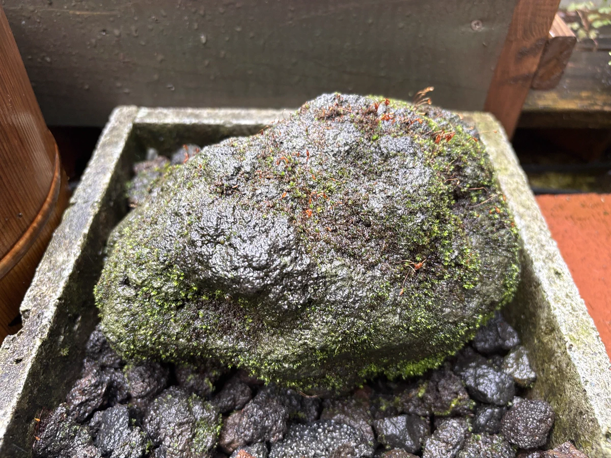 苔のむすまで 苔のむすまでチャレンジ on X: 