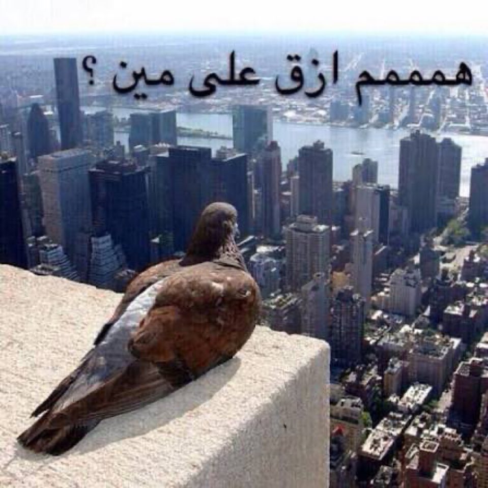 1rriiiil's tweet photo. قاعده اشوف عروض اليوم الوطني وانا مطفره https://t.co/vbrcf3U2cu
