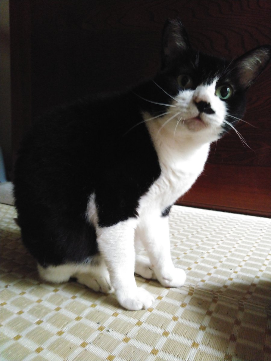ibpDLSJsYkK2GaD's tweet photo. #猫🐈️#ねこ🐱 https://t.co/dLipXuNBOz