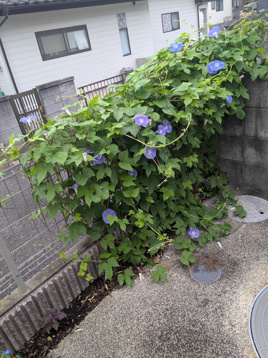 さとアンズ🏝️ on X: 