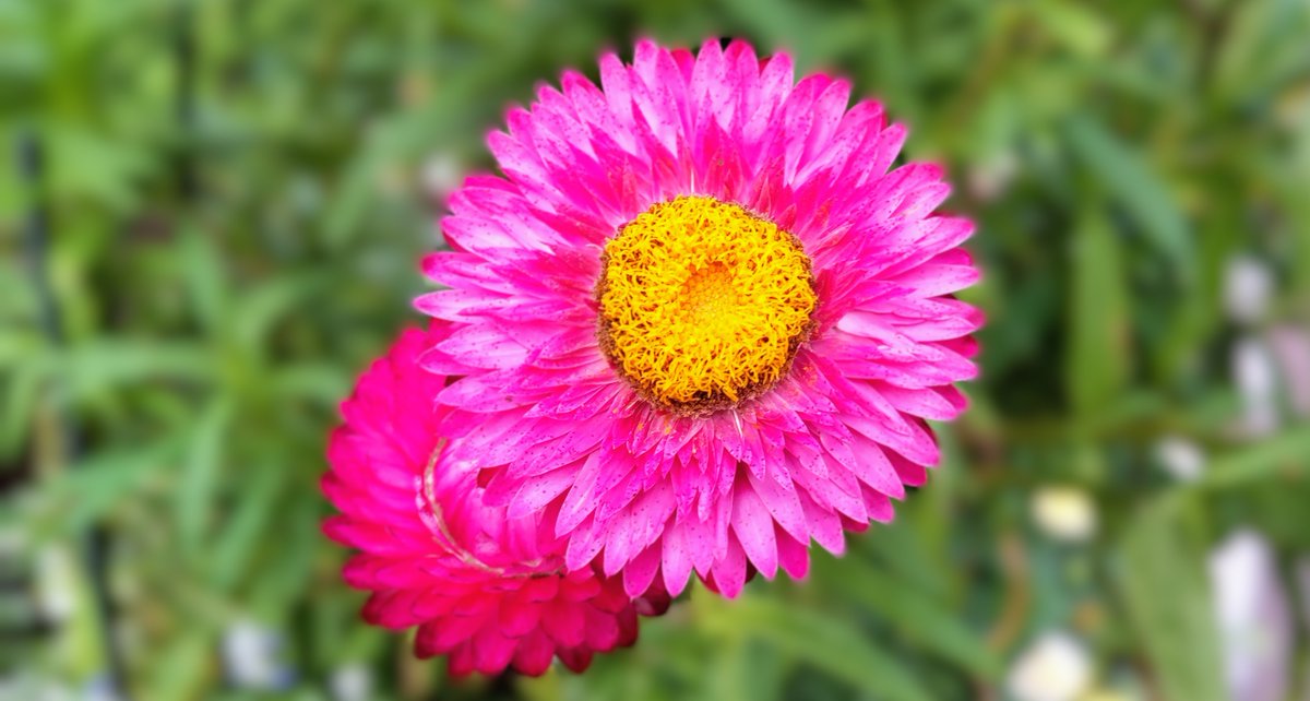 acogui_kid's tweet photo. おはようございます 🌅🍀

helichrysum (ヘリクリサム) 🌼 https://t.co/Y1SnnNfZFB