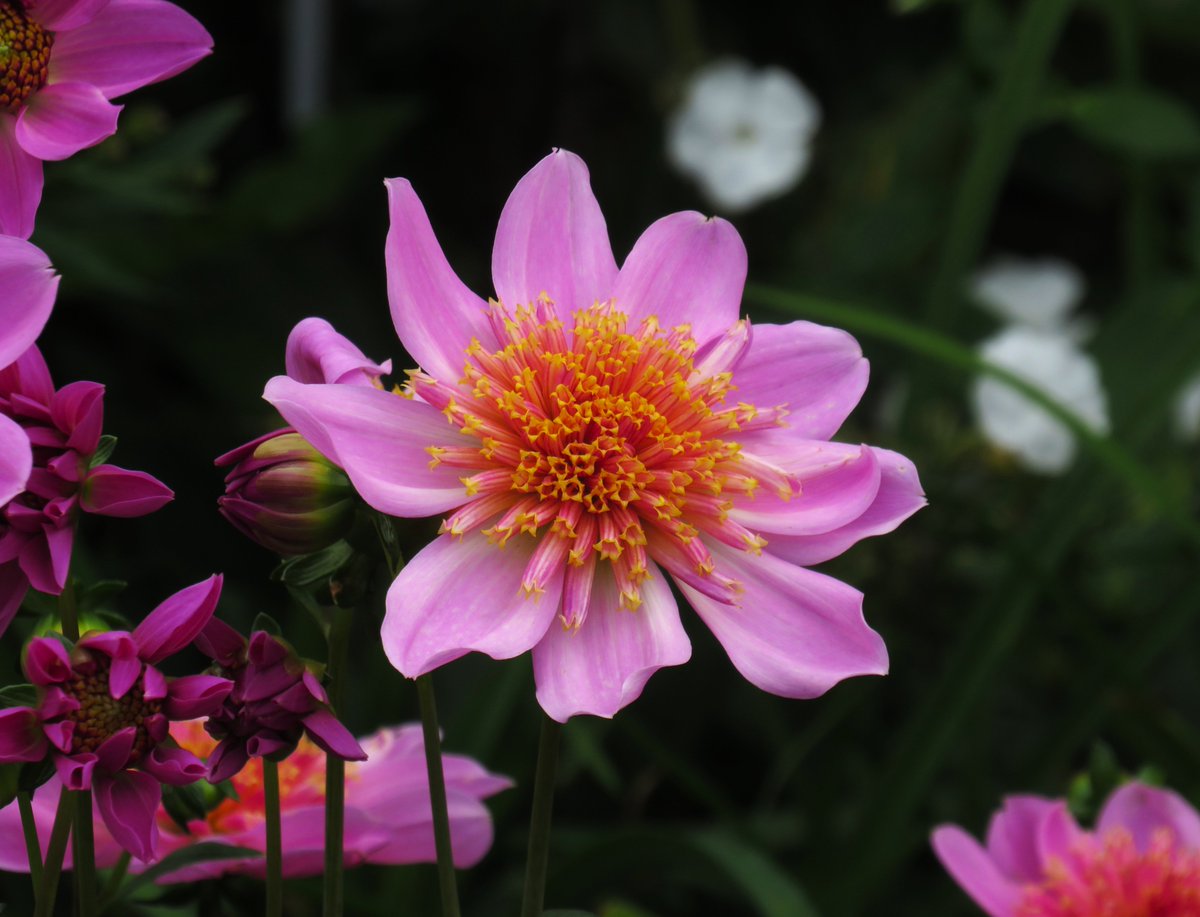 MatthewShute's tweet photo. A splash of mauve in morning shade,
where anemone florets braid
a sunny central plait, displayed,
nature's artistry arrayed
for #FlowersOnFriday !
🌱 🌸 🌟 🩷 https://t.co/ZH7JKsODkL