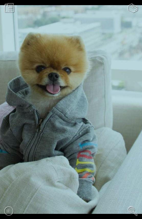 All__one__'s tweet photo. The warm body temperature of puppies dispels the chill of autumn and winter. Snuggling with them makes trivial cold seasons full of warm tenderness.🦷The vacuum cleaner collects dust from furniture https://t.co/T9vaytIqVt