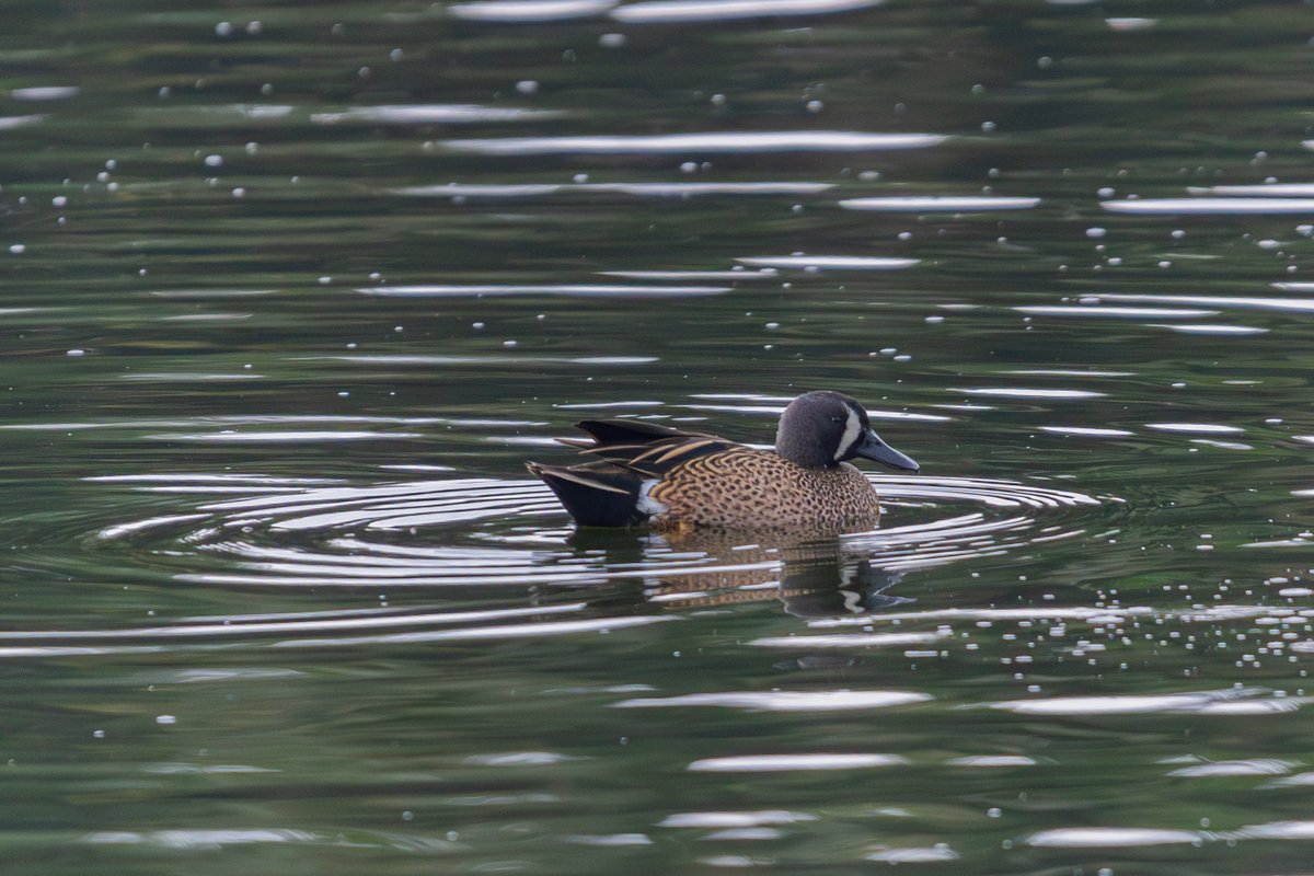 Ambientebogota's tweet photo. 🦆☀️ ¡Hoy es #DomingoSilvestre en @Ambientebogota!

👀Solo hay que observar y escuchar con atención para encontrarlas: son las aves de los humedales de Bogotá 💦🪶

Las 17 Reservas Distritales de Humedal son el hogar de una gran diversidad de aves. 🐦 Aquí, especies residentes y migratorias encuentran alimento, refugio y un lugar para descansar.

¿Qué especie no puede faltar en nuestro Domingo silvestre? 🦉🐦‍⬛🪶