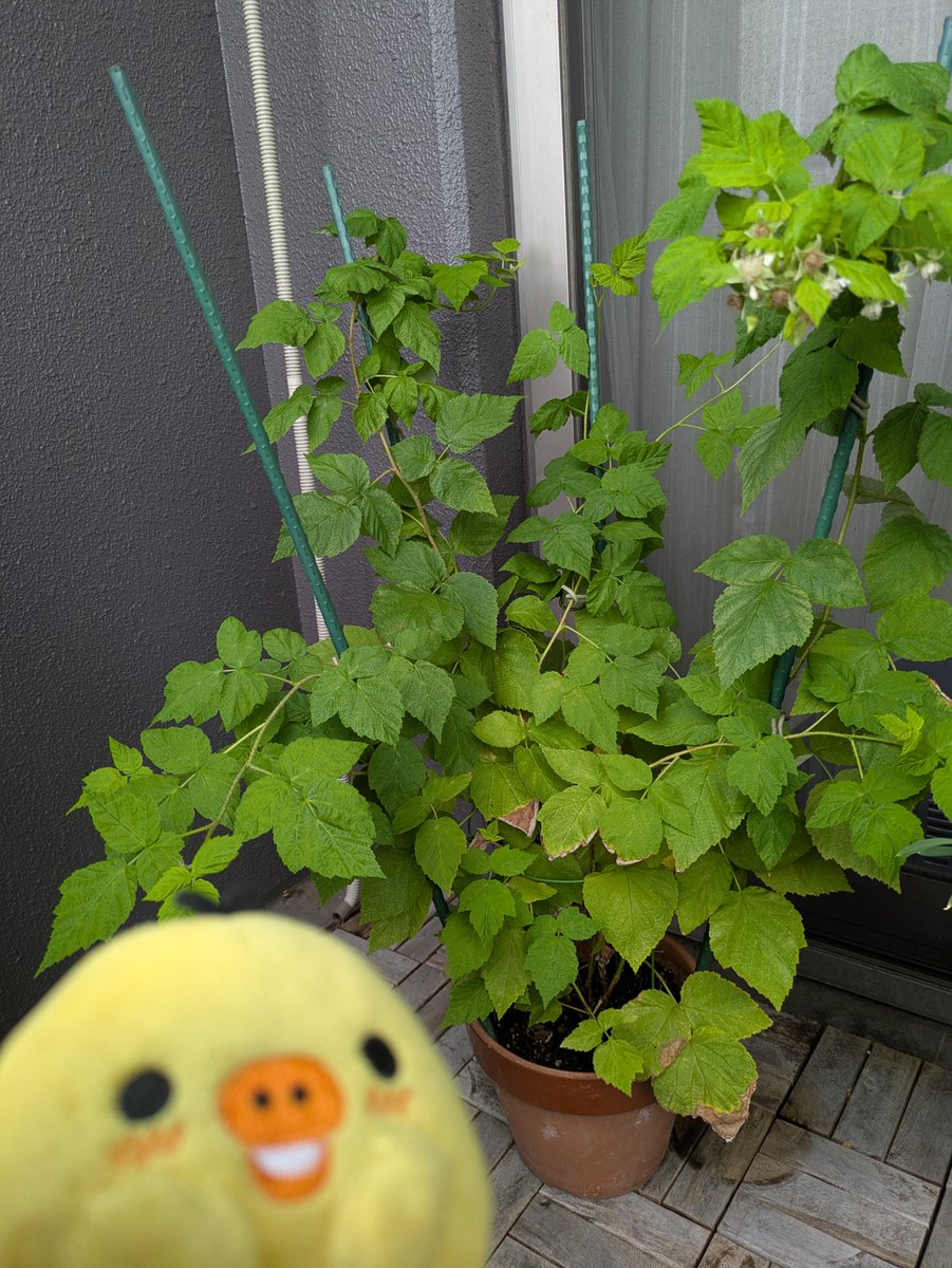 otanumum's tweet photo. 今年の酷暑で撃沈した植物たちを尻目に、すくすく伸びたラズベリー。実がなるのは2年目なので来年なんだけど、いつの間にか花が咲いてるわ。 https://t.co/mPOpi9tCtQ