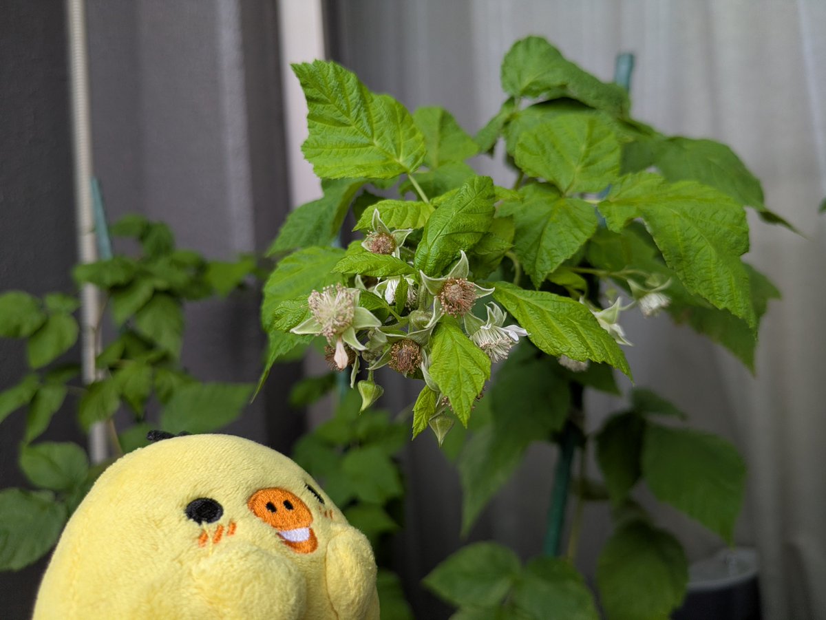 otanumum's tweet photo. 今年の酷暑で撃沈した植物たちを尻目に、すくすく伸びたラズベリー。実がなるのは2年目なので来年なんだけど、いつの間にか花が咲いてるわ。 https://t.co/mPOpi9tCtQ