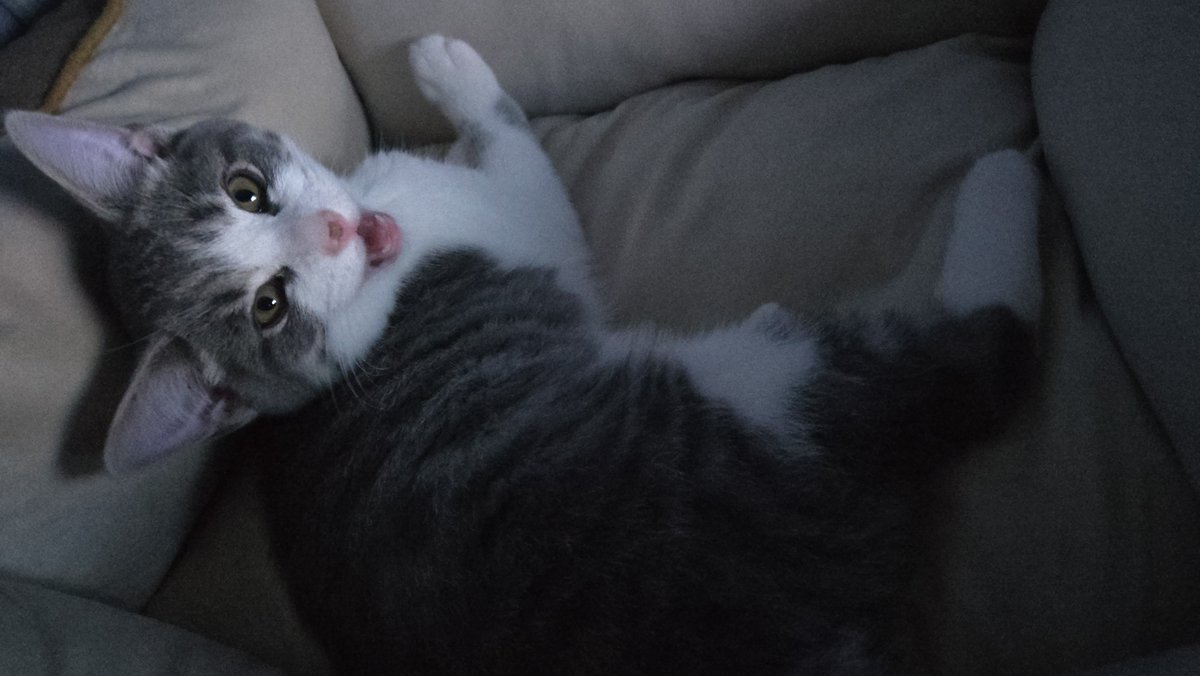 seasaltpancake's tweet photo. Can't believe you'll be a year old next month. Thanks for 8 monthes of love Rudy. ❤️ https://t.co/PF9u4txn7Q