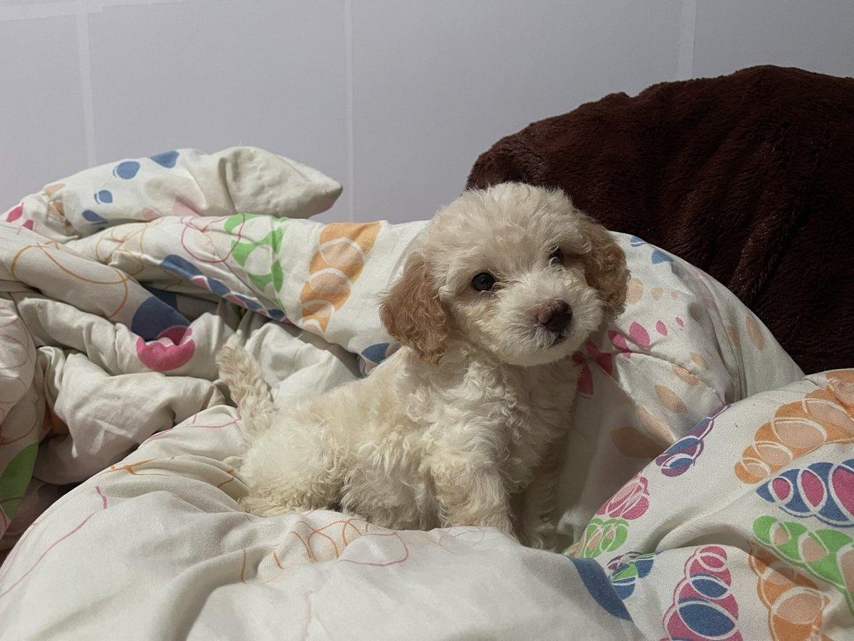 yuestreet's tweet photo. This is my dog, Maki as a baby. We got her in 2023 and she’s stayed a precious baby ever since.

She keeps me company at night when I’m sad and I bring her to cafes in return. 

I truly came to understand that a dog’s love is unconditional. https://t.co/Nc1uAjW1a0