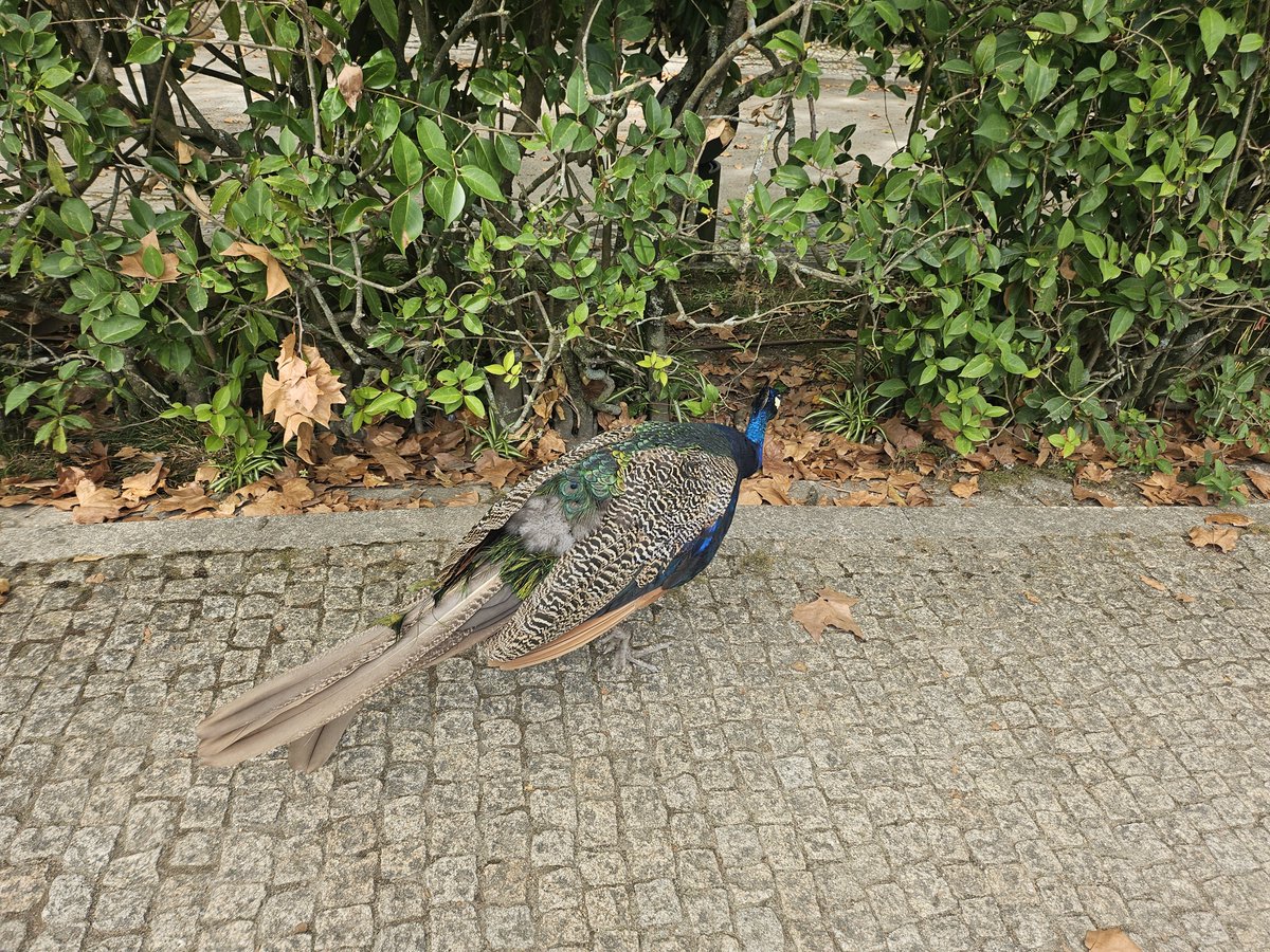 CodexLibrarian's tweet photo. A quinze minutos do estágio tem esse moço https://t.co/D17Rdoyj5n