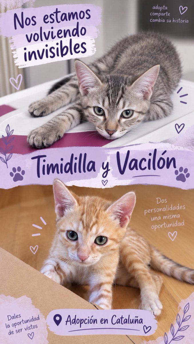 Neinei_rescue's tweet photo. Un día más sin que nadie pregunte por nosotros.

No somos tan jóvenes para los que quieren adoptar bebés.

No somos tan mayores como para los que buscan gatitos de más de 6 meses, porque saben que ahí ya lo tienen dificil.

No somos de raza.

No somos los más cariñosos 

No tenemos una historia leyenda detrás.

Solo somos dos hermanitos que nacieron en la calle y a los que no quisieron condenar a vivir en la calle como la pobre de nuestra mamá. Que antes de que la pudieran esterilizar estuvo años pariendo.

Pero no somos especiales para nadie. Salvo para nuestra rescatadora y nuestros papis de acogida.

Queremos un hogar, ya hemos dado muchas vueltas y aun no tenemos 4 meses.

Nos llevamos bien con otros gatitos. Somos un poco asustadizos con personas pero nos dejamos mimar por quienes nos dan el tiempo y el espacio que necesitamos.

Por favor ayúdanos a encontrar un hogar ❤️‍🩹
Estamos en Barcelona pero podemos viajar. 🚗 Vamos juntos! Y os van a pedir que pongáis protecciones pero antes de negaros, por favor, escuchad. Porque no son caras ni difíciles de poner y salvan muchas vidas