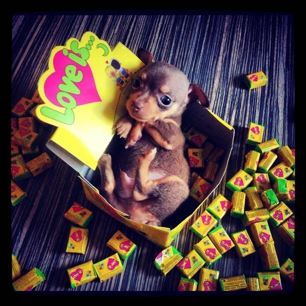 CuteDogs89's tweet photo. https://t.co/9gSt5nfQYG