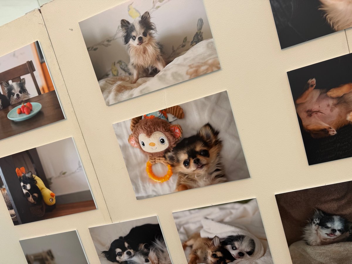 baconcoltd's tweet photo. 【開催中】
#鼻ぺちゃ展2026 in マルイファミリー溝口

見れば見るほどクセになる、“鼻ぺちゃ”ならではの表情や仕草🐶💭

会場には、そんな愛らしい瞬間を楽しめる作品と、犬好きにはたまらないグッズがずらり！

お気に入りの作品やアイテムを探しながら、鼻ぺちゃ尽くしの時間をお楽しみください✨

📍マルイファミリー溝口 4階「溝ノ口テラス」
〜9/15(火)まで
📎 https://t.co/jhUhWyI8AZ

#犬イベント #犬グッズ #鼻ぺちゃ犬