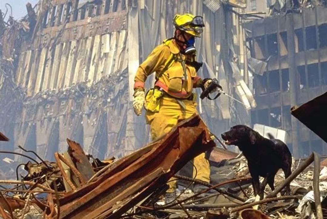 AmesStraight's tweet photo. 🐾🇺🇸 REMEMBER THE DOGS OF 9/11

They didn't know America had been attacked.

They didn't understand terrorism or why the sky was filled with smoke and the humans around them were crying.

They only knew one thing:

Someone needed to be found.

So they searched.

Through twisted steel, smoke, dust and mountains of rubble, they climbed. Their paws became sore and injured. Their bodies were exhausted.

Still, they kept searching.

Again and again.

As the days passed and successful finds became fewer, handlers worried about the emotional toll on the dogs. Some reportedly hid among the rubble so the dogs could “find” them and experience the joy of a successful rescue again.

That part absolutely breaks me.

Maybe it's because I have dogs of my own. I know that look in their eyes when they're trying so hard to understand what we need. I know how completely they trust us and how they somehow know when we're hurting.

When I think about those dogs at Ground Zero, I imagine them looking up at their handlers as if to say:

“I'm still here. What do you need me to do?”

And off they went again.

Some searched. Others comforted exhausted rescue workers and grieving families.

They couldn't understand the evil that brought those towers down.

But they understood love, loyalty and trust.

Twenty-five years later, they remind me that we don't have to understand the darkness to bring light into it.

Keep going.
Keep helping.
Keep loving.

When we say Never Forget, remember them too.

The dusty fur.
The injured paws.
The tired eyes.
The wagging tails.

They didn't know they were heroes.

But we do.

And I wish I could reach through those old photographs, wrap my arms around every one of them and whisper:

You did your job.
You didn't fail.
You were brave.
You were loved.
And you were such, such good dogs. 💔🐾🇺🇸