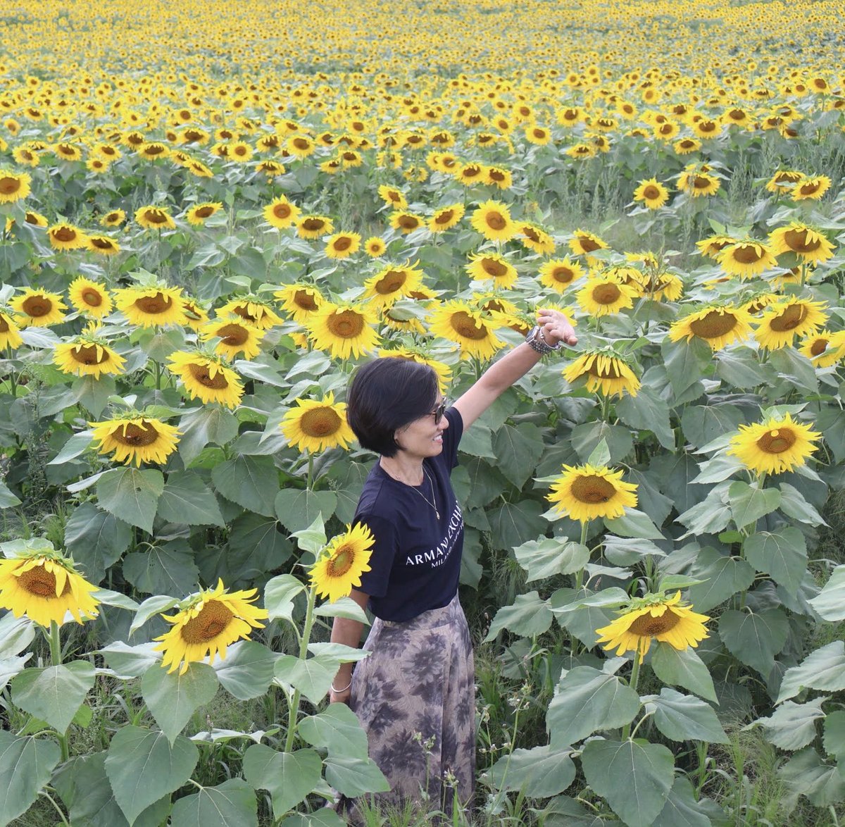 Lhphuong56's tweet photo. Đi xem hoa hướng dương cuối mùa, gặp loài hoa trắng dễ thương như bàn tay xoè nhẹ mà khg biết tên https://t.co/KGP29lxPUY