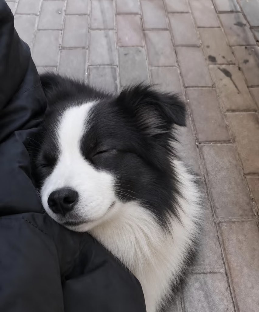 twaniimals's tweet photo. https://t.co/3kk8B69IG9