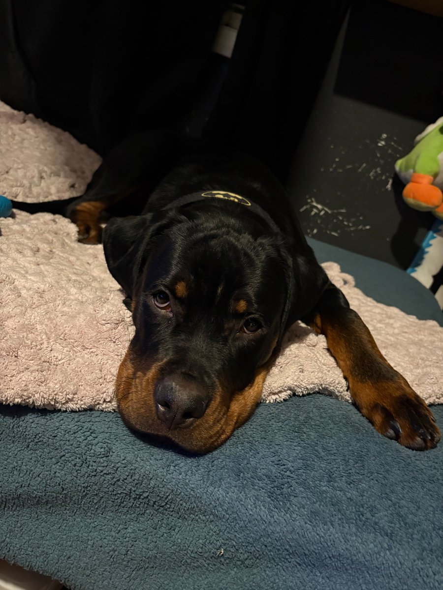 631Vintage's tweet photo. Trying to catch a vibe like G on some Chernarus!
https://t.co/WS3Nn52xE6
#dayz #Rottweiler #streaming https://t.co/MAJlgeh0wN