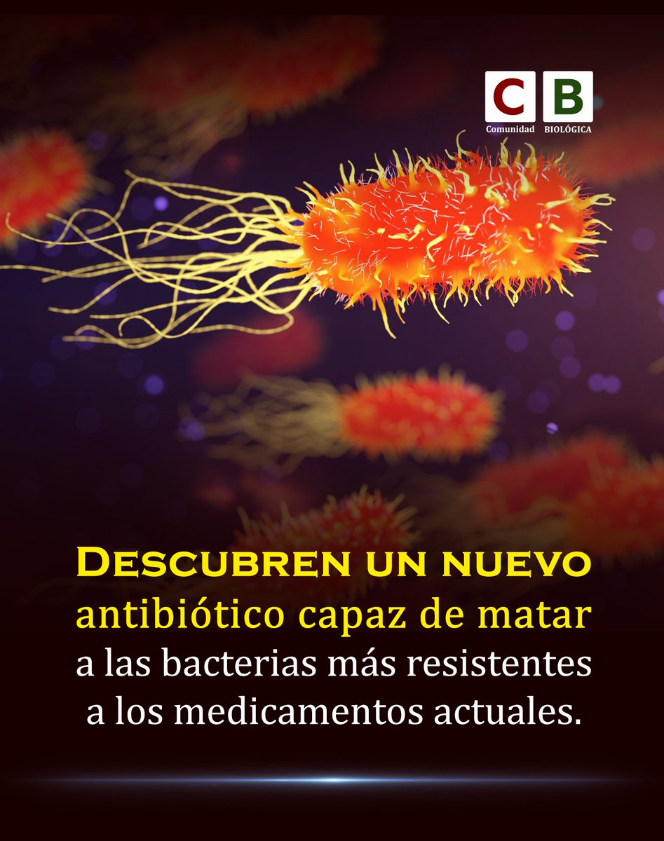 Bio_comunidad's tweet photo. Cuando los antibióticos dejan de funcionar, una infección común puede volverse mortal. Ahora, los científicos encontraron una nueva arma contra esa resistencia.

Se llama manikomicina y fue descubierta en Streptomyces rimosus, una bacteria del suelo conocida por producir compuestos antimicrobianos.

En laboratorio, logró matar enterobacterias multirresistentes, incluyendo cepas de E. coli, Klebsiella y Salmonella difíciles de tratar.

Su mecanismo sorprendió porque ataca una zona del ribosoma bacteriano que ningún antibiótico conocido había utilizado antes.

Al bloquear ese punto, la bacteria deja de fabricar proteínas esenciales y pierde procesos necesarios para seguir creciendo y sobreviviendo.

Ahora, los investigadores estudian derivados de la manikomicina para convertir este hallazgo en futuros tratamientos contra infecciones resistentes.

DOI: 10.1038/s41586-026-10589-2