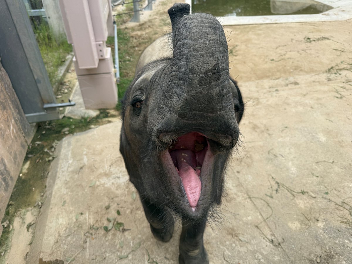 asa_zoo's tweet photo. 鼻を上げて、口を開けて。
のサインで歯の状態を毎日チェックしています。

牙はまだ生えていません。

#ZOO #マルミミゾウ ＃アオ https://t.co/REQVlX865N