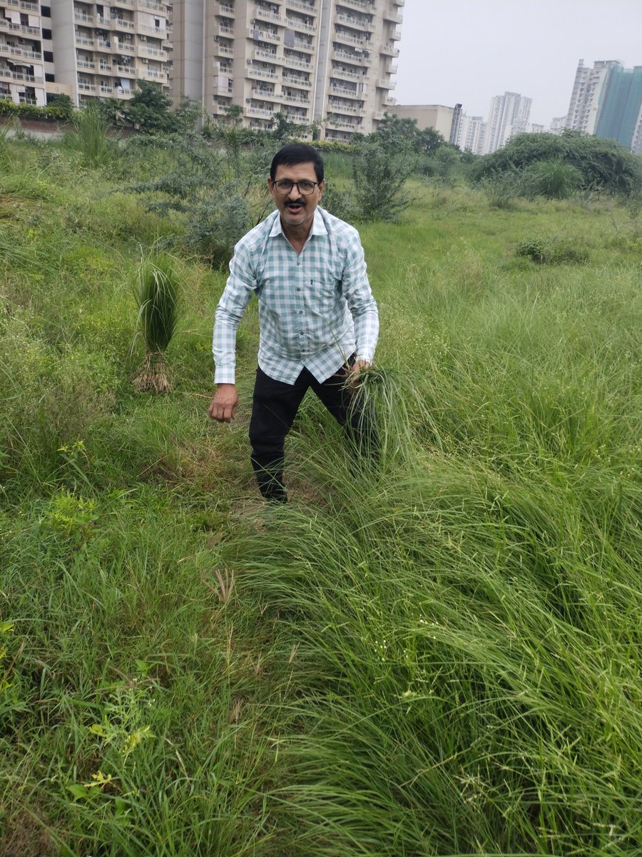 D_C_Jha's tweet photo. *कुश घास का आध्यात्मिक और पौराणिक महत्व क्या है* ?
कुशग्रहणी अमावस्या के दिन वर्ष भर किए जाने वाले धार्मिक कामों तथा श्राद्ध आदि कामों के लिए कुश का विशेष महत्व है। 
 
हिन्दुओं के अनेक धार्मिक क्रिया-कलापों में कुश का उपयोग आवश्यक रूप से होता है। https://t.co/VOehwG0Lhv