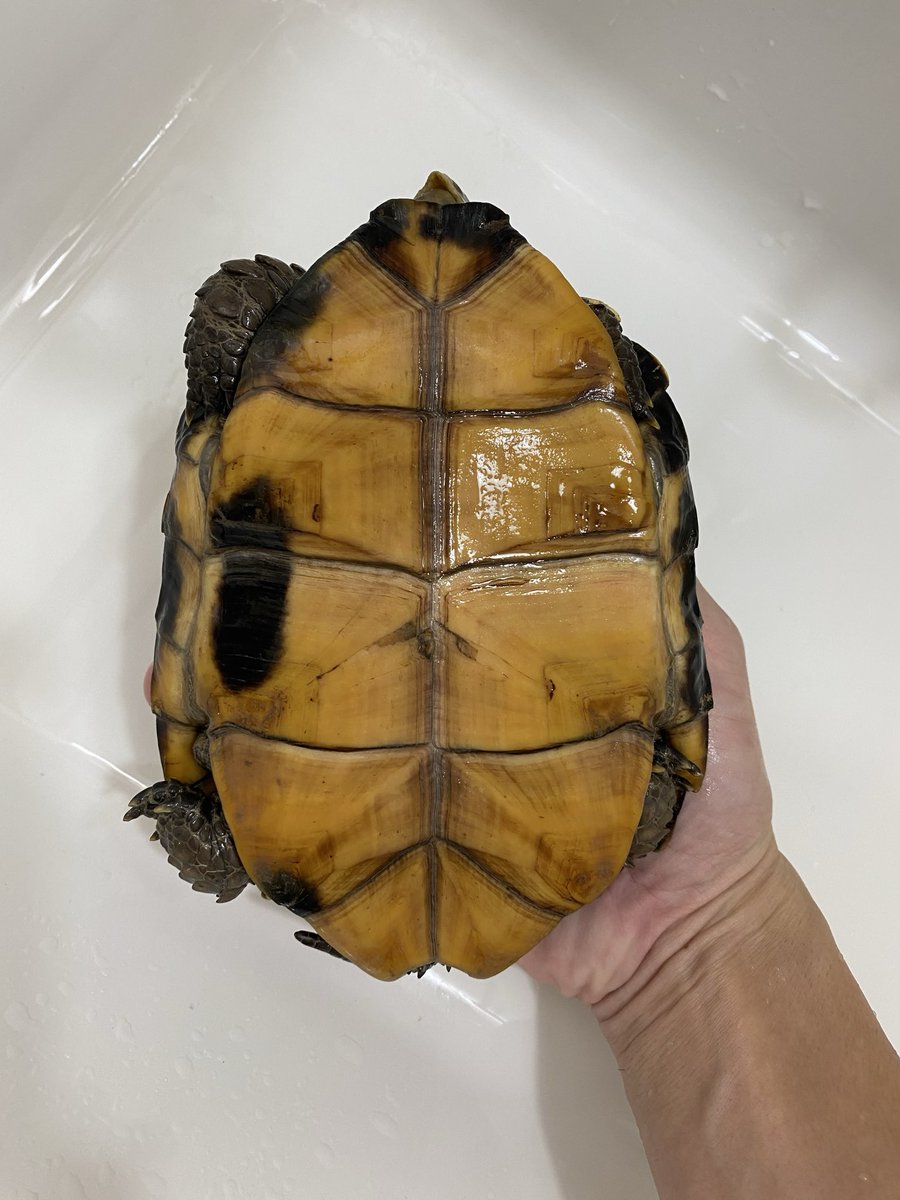 ranz425109's tweet photo. ヒラセガメ♀

20CB(EUCB)
甲長16cm
オスからの咬傷による甲欠けあり
人工飼料OK,めっちゃ調子良いです🐢

【販売価格】110,000円
#ヒラセガメ https://t.co/5a3ByPTDyK