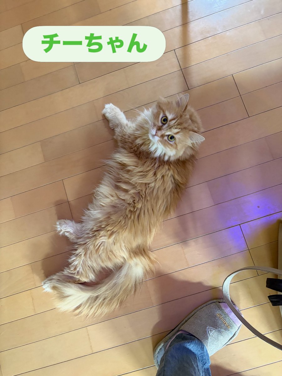 soineko_cat's tweet photo. ガブちゃん・チーちゃん シッティング1日目🐈

初日から2匹ともゴロゴロ＆スリスリ🥰
ガブちゃんはお出迎えから甘えんぼさん、チーちゃんもゴロンゴロン♡

ブラシを持つと2匹そろって集合！まさかのブラシ争奪戦😂🪮
順番にブラッシングして、気持ちよさそうに過ごしていました✨

明日もよろしくね🐾 https://t.co/CHV2x1H5fP