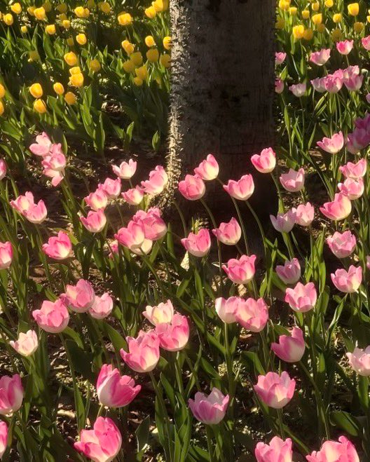 calmlivng's tweet photo. tulips https://t.co/fGQnmRt0k5