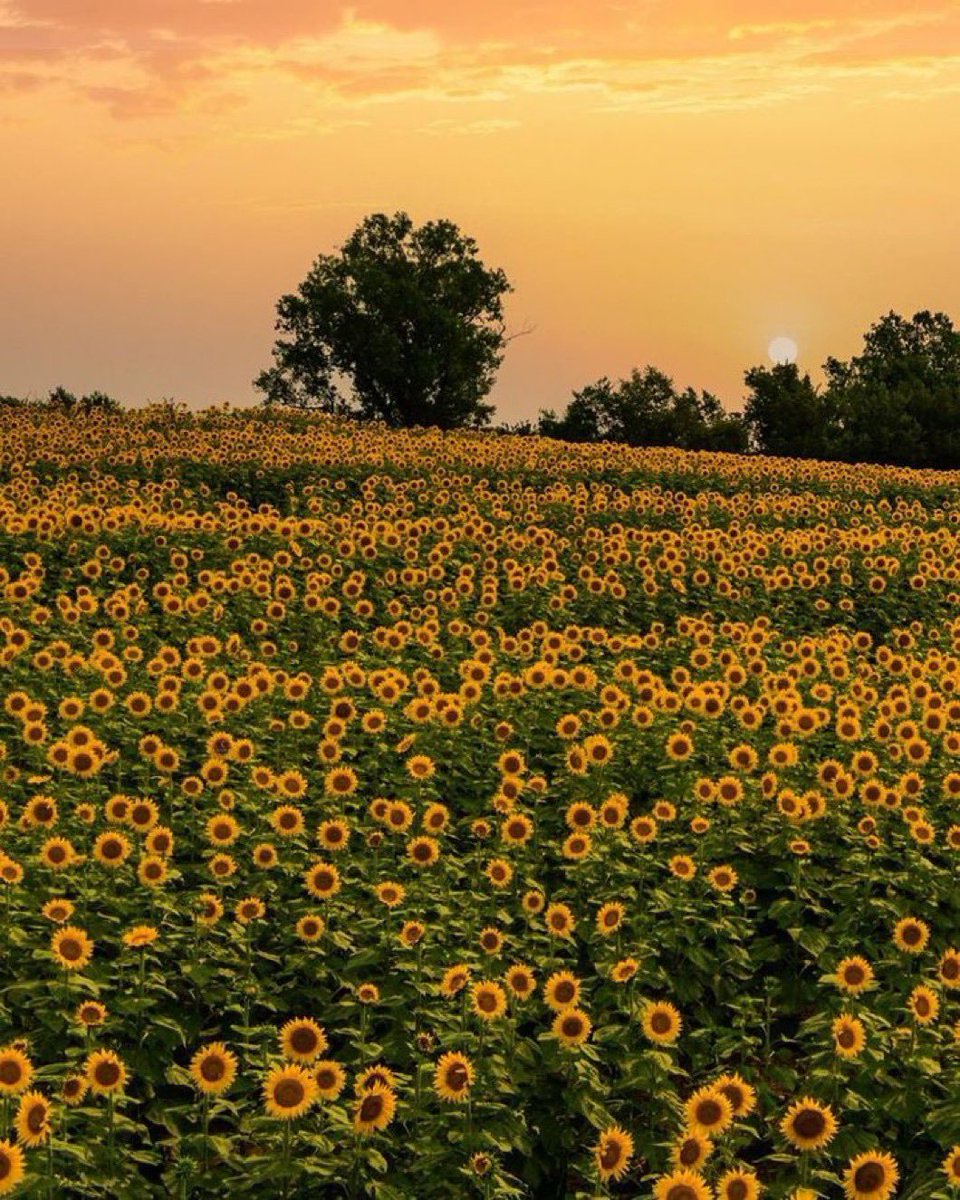 calmlivng's tweet photo. sea of sunflowers 🌻 https://t.co/giVQHC3zNk