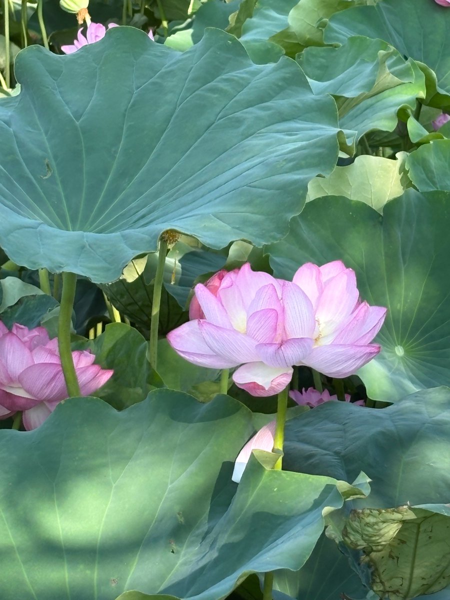 potekojikan's tweet photo. 大勧進の蓮の花🪷
（長野県長野市）

大勧進前に咲いていた蓮の花🪷
とってもキレイで幻想的で。🥹
2千年前の蓮の種子の発芽に成功したとのこと！
7月終わりの様子です。☺️ https://t.co/mwKlstWy0F