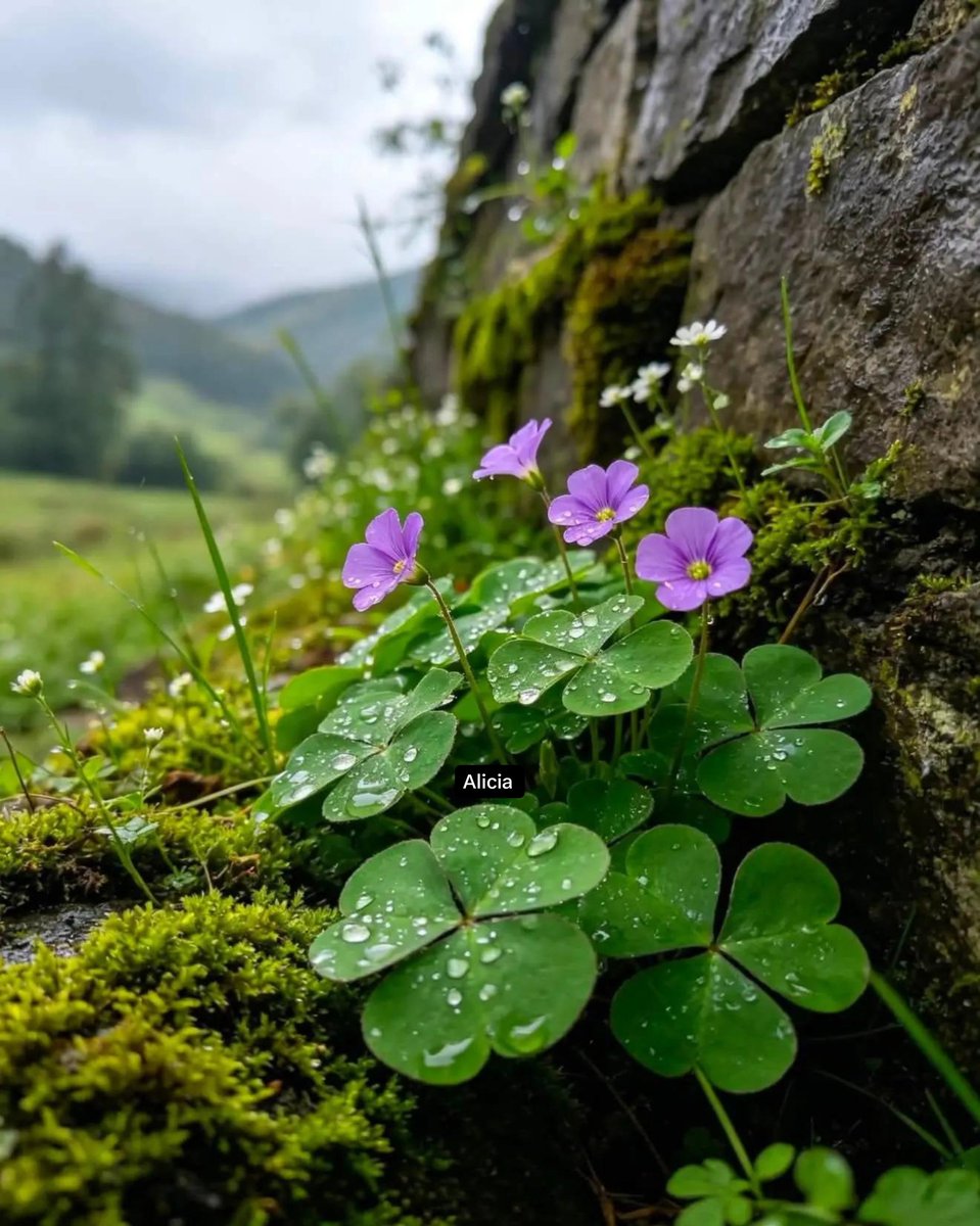 AmordAlma_'s tweet photo. 💜💚 Happy Friday everyone! 💜💚 https://t.co/RELDMlidEs