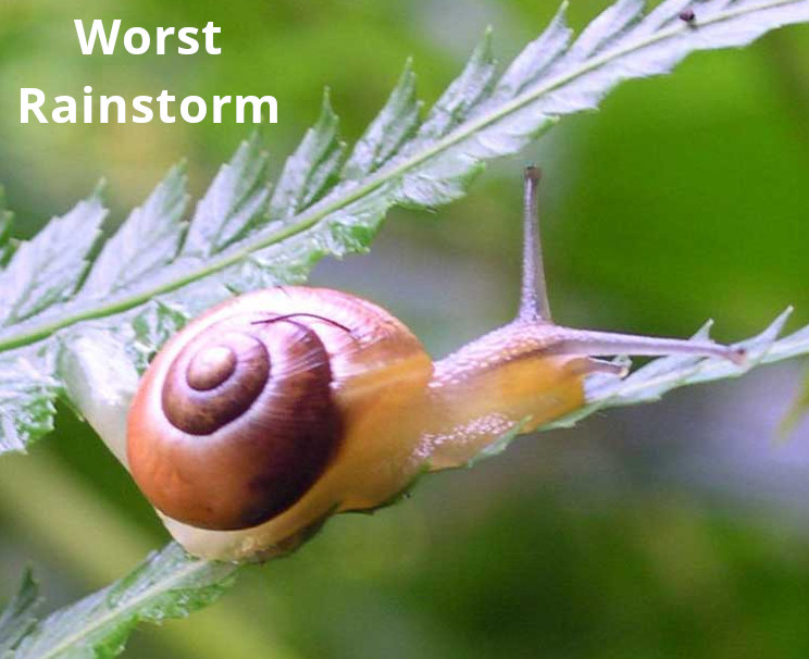 500wayscom's tweet photo. The world's worst rainstorm was particularly unusual. The details are free and complete at https://t.co/z0Ol1b4t0z (#rain #rainstorm #storm #weather #weatherPhenomenon #phenomenon #snail #gastropod #invertebrate #PanderbornGermany #Panderborn #ChesterPennsylvania #Redruth) https://t.co/VA86n5KaLA