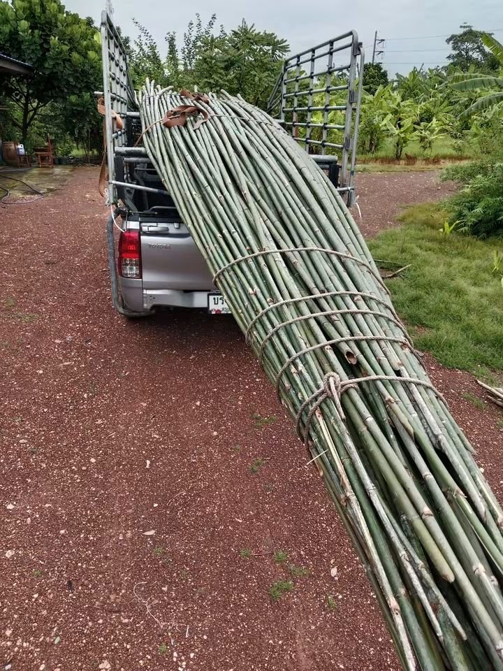 RnphuSng's tweet photo. 🙏ส่งงานวันที่ 10/9/2569 (ไม้ไผ่เลี้ยง 7เมตร 110ลำ)🙏
🌳ขายตลอดทั้งปีครับ🌳สนใจไม้ไผ่ลำไม้ไผ่ผ่าซีกแหลมปลาย🌳ไม้หลักปักค้ำยันต้นไม้ทุกชนิด🌳
☎️สนใจติดต่อสอบถาม
Tel / line : 0959788029 / 0631629620 / 0626199799 บ๋อม นครนายก
🙏🙏🙏ขอบคุณลูกค้าที่อุดหนุนครับ🙏🙏🙏 https://t.co/6Qsc6PAI55