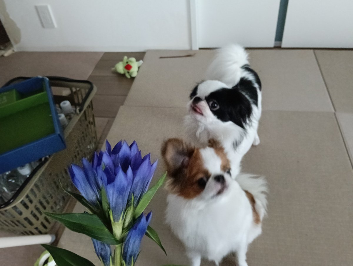 43_kinu's tweet photo. りんどうの切り花と狆たちを撮ろうとしたけど、狆が荒ぶってる様子しか撮れなかった。 https://t.co/F4vJVcW8h8