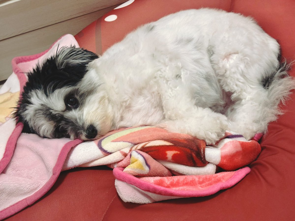 Smoresan_chu's tweet photo. ⭕️人をダメにするクッション

💮犬をもダメにするクッション https://t.co/CaxYksOksj